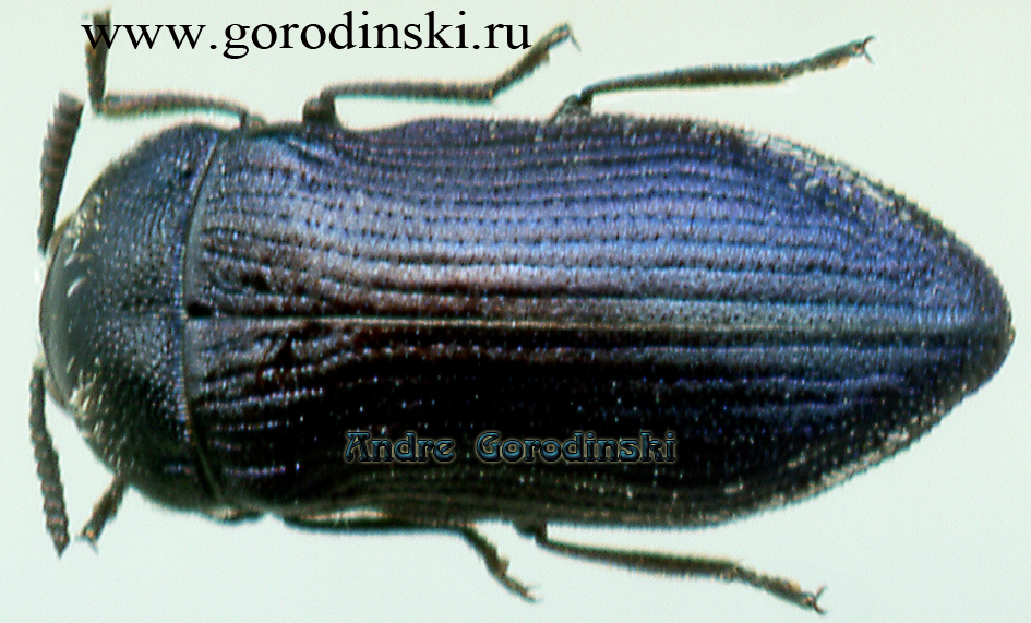 http://www.gorodinski.ru/buprestidae/Acmaeoderella obscura.jpg
